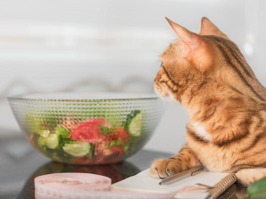 The Pros and Cons of Feeding Your Pet a Vegan Diet